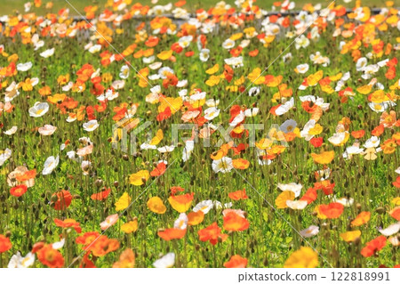 冰島罌粟1409 冰島罌粟1409 122818991