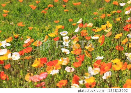 冰島罌粟 1410 冰島罌粟 1410 122818992