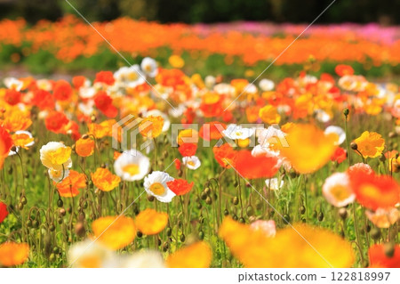 Iceland Poppy 1416 122818997