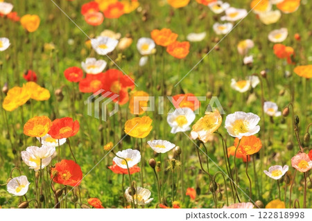 Iceland Poppy 1417 122818998