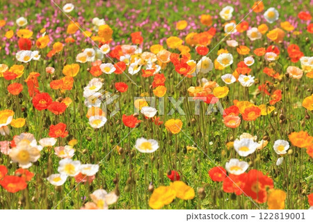 Iceland Poppy 1419 122819001