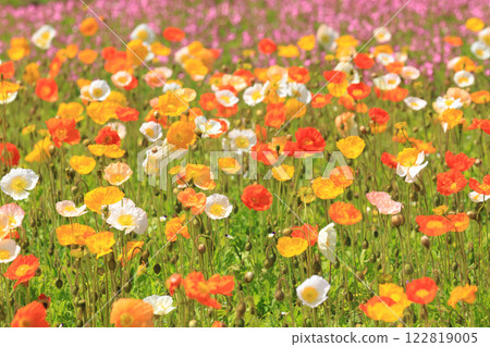 Iceland Poppy 1423 122819005