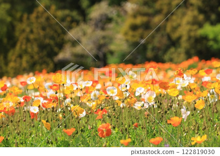 Iceland Poppy 1461 122819030