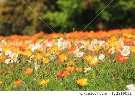 Iceland Poppy 1462 122819031