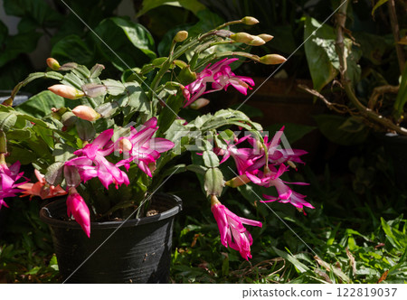 Close up of Thanksgiving Cactus with flowers blooming. Holiday cacti such as the Christmas cactus, Thanksgiving cactus are all hybrids of Brazilian forest cacti. Close up of Thanksgiving Cactus with flowers blooming. Holiday cacti such as the Christmas cactus, Thanksgiving cactus are all hybrids of Brazilian forest cacti. 122819037