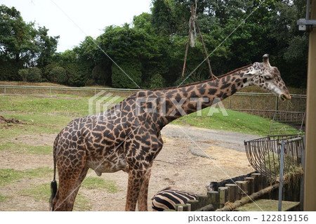Giraffe to eat grass Giraffe to eat grass 122819156