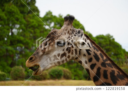 Kirin's profile 122819158