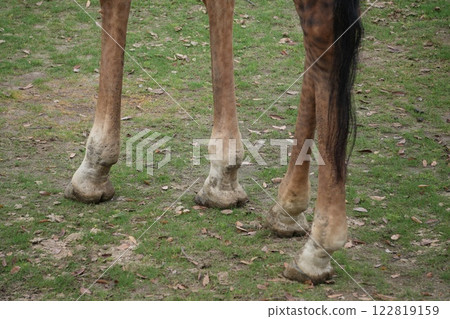 Giraffe's feet 122819159