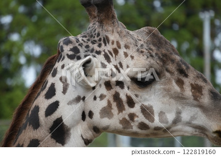 Kirin's profile Kirin's profile 122819160