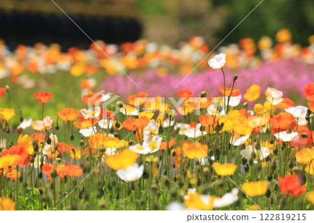 Iceland Poppy 1230 Iceland Poppy 1230 122819215