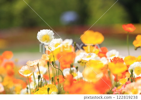 Iceland Poppy 1351 Iceland Poppy 1351 122819238