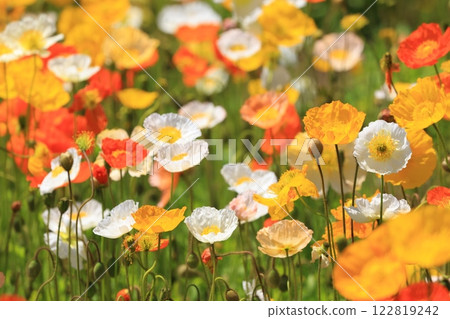 冰島罌粟1358 冰島罌粟1358 122819242