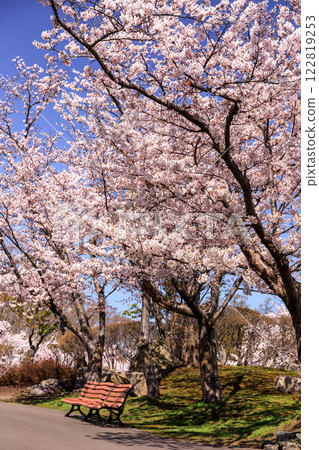 The cherry blossom trees of Toda Memorial Park, Ishikari City, Hokkaido, where 8,000 Somei-Yoshino cherry trees bloom and give off a fragrant scent [May] 122819253