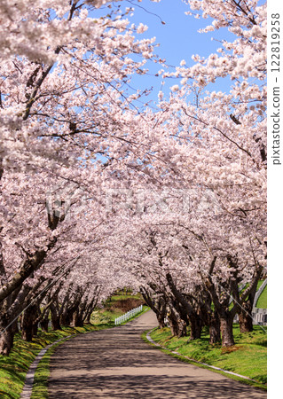 北海道石漾市戶田紀念公園的櫻花樹，8,000棵染井吉野櫻盛開，散發出芬芳的香氣 [5月] 122819258