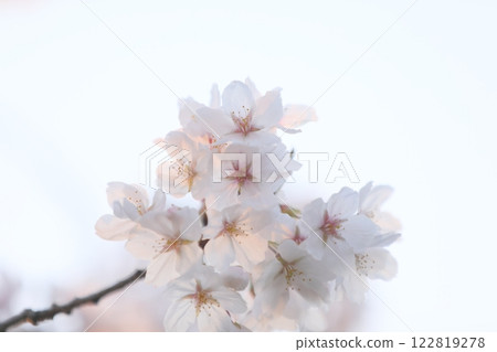 Cherry blossoms bathed in the evening sun on a white background 122819278