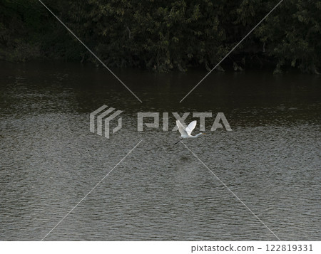 一隻大蒼鷺在河面上飛翔 122819331