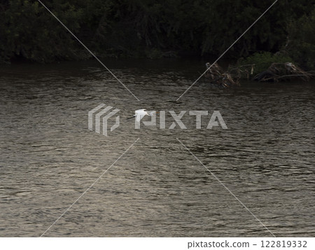 A great heron flying over the surface of the river A great heron flying over the surface of the river 122819332