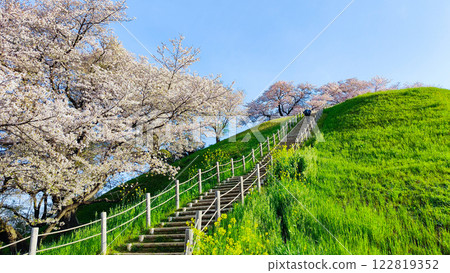 Cherry blossoms of the Marugameyama ancient burial mound (Sakitama Mound Tomb Park) Cherry blossoms of the Marugameyama ancient burial mound (Sakitama Mound Tomb Park) 122819352