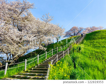 Cherry blossoms of the Marugameyama ancient burial mound (Sakitama Mound Tomb Park) Cherry blossoms of the Marugameyama ancient burial mound (Sakitama Mound Tomb Park) 122819353