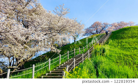 Cherry blossoms of the Marugameyama ancient burial mound (Sakitama Mound Tomb Park) Cherry blossoms of the Marugameyama ancient burial mound (Sakitama Mound Tomb Park) 122819354