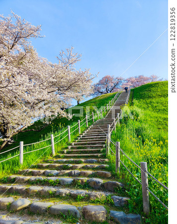 Cherry blossoms of the Marugameyama ancient burial mound (Sakitama Mound Tomb Park) 122819356