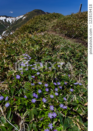 上越邊境、興正寺的銀蓮花和萬太郎山 122819418