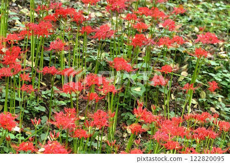 Red spider lily (Higanbana, spider lily) 122820095