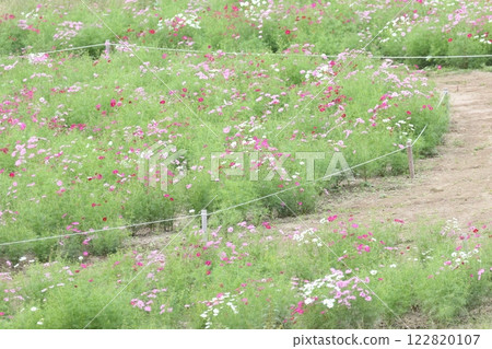  Cosmos field 122820107
