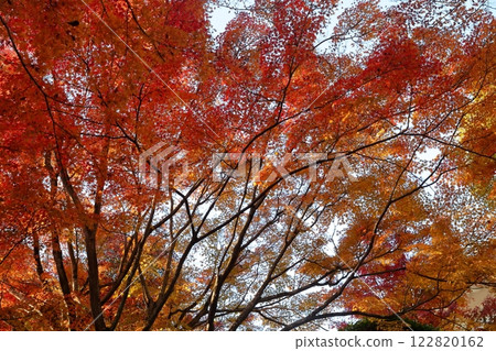 Beautiful autumn leaves (Inuyama City, Aichi Prefecture) 122820162