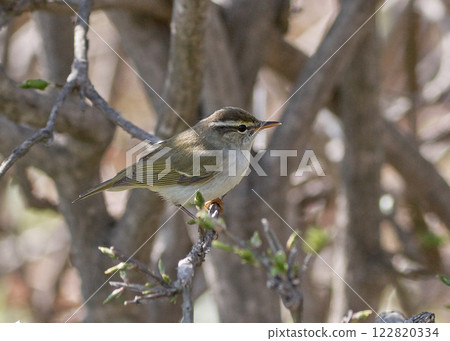Japanese bush warbler spring 122820334
