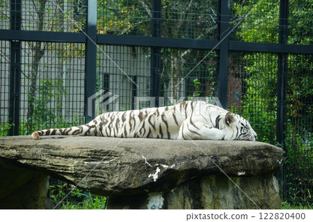 躺著的白虎 122820400