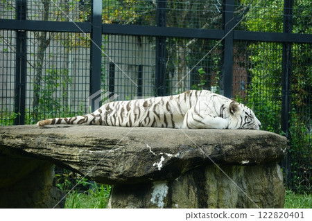 躺著的白虎 躺著的白虎 122820401