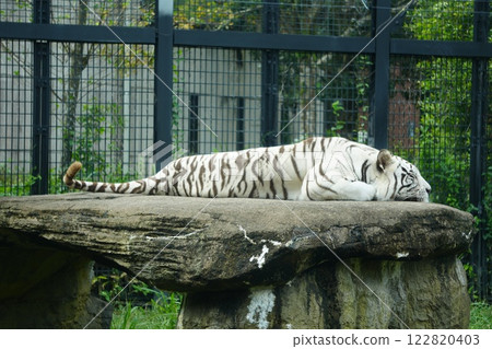White Tiger   122820403