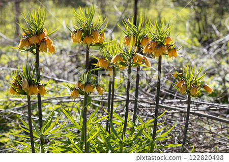 Flowering fritillary Rubra Maxima - crown imperial Rubra Maxima Flowering fritillary Rubra Maxima - crown imperial Rubra Maxima 122820498