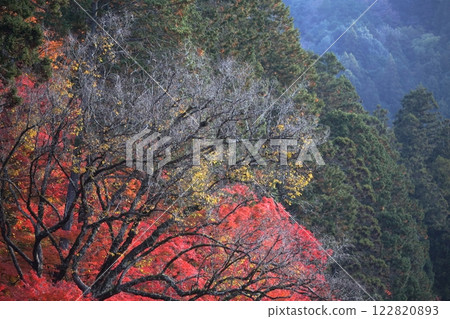 香蘭溪紅葉（愛知縣豐田市） 122820893