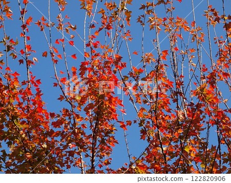Maple leaves against a blue sky Maple leaves against a blue sky 122820906