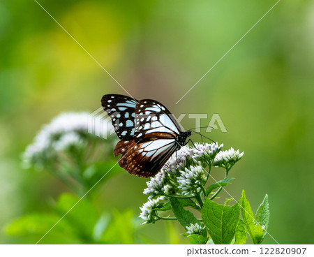 Asagi madara came to Fujibakama Asagi madara came to Fujibakama 122820907