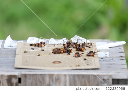 大黃蜂,被困在陷阱裡的小黃蜂,黏紙 大黃蜂,被困在陷阱裡的小黃蜂,黏紙 122820966