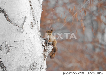 Ezo squirrel climbing a tree 122821052