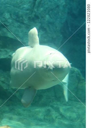 Beluga Silky Dolphin 122821080