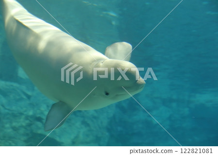Beluga Silky Dolphin 122821081