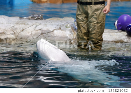 Beluga Silky Dolphin Beluga Silky Dolphin 122821082