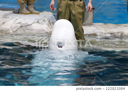 Beluga: Hole on top of head Beluga: Hole on top of head 122821084