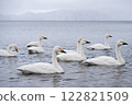 冬季的豬苗代湖,水面上成群的天鵝游弋的美麗自然景觀 冬季的豬苗代湖,水面上成群的天鵝游弋的美麗自然景觀 122821509