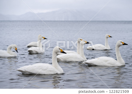 Lake Inawashiro in winter, a beautiful natural landscape with a flock of swans swimming on the water surface 122821509