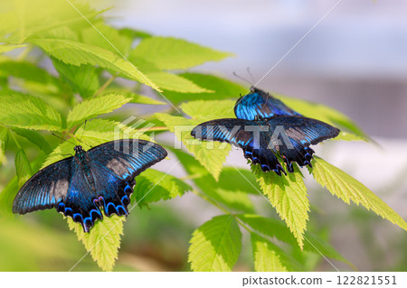 北海道栗山町，一隻雄性燕尾蝶停在一片樹葉上 [5 月] 122821551