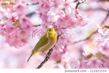 White-eye that perches on Kawazu cherry blossoms 122821554