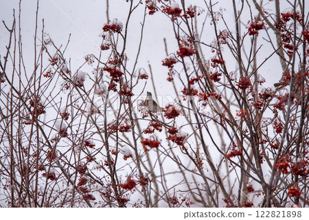 Snow-covered rowan berries and a thrush Snow-covered rowan berries and a thrush 122821898