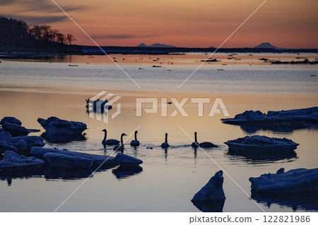 A swan moving through drift ice at dusk 1 122821986
