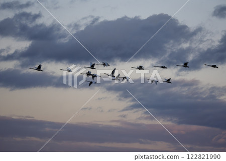 A flock of swans flying in the sky at sunset A flock of swans flying in the sky at sunset 122821990